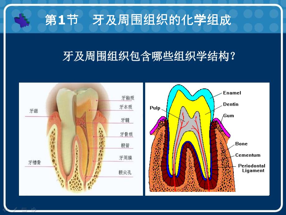 口腔生物化学ppt课件精选文档_第2页