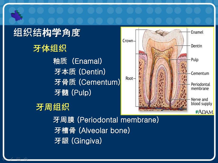 口腔生物化学ppt课件精选文档_第3页