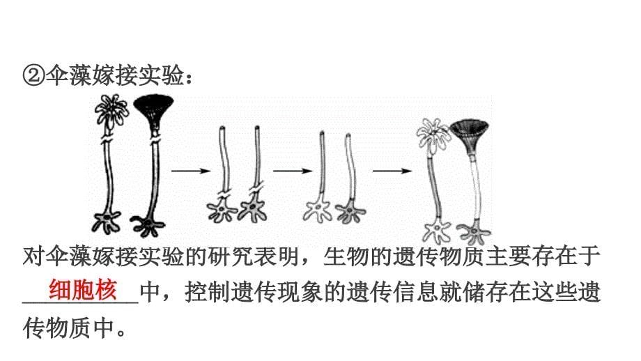 中考生物 第4单元 第4章 生物的遗传和变异复习课件_第5页