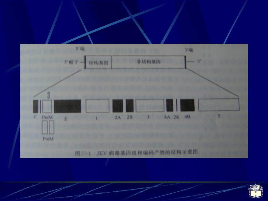 CP28流行性乙脑炎_第4页