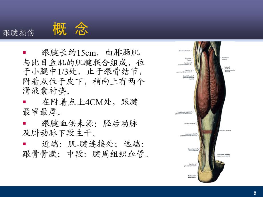 跟腱损伤参考材料_第2页