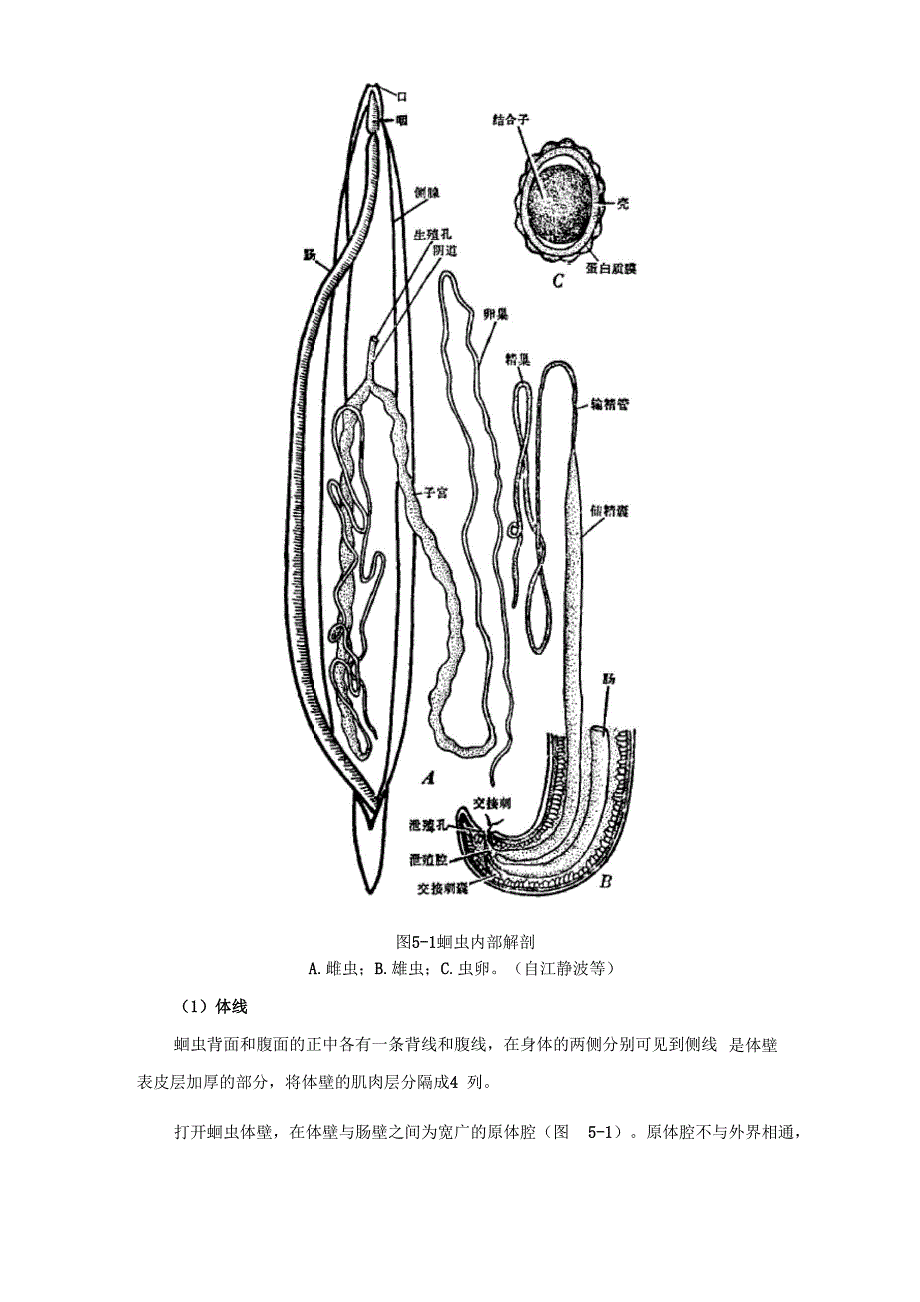 蛔虫及其他线虫动物_第2页