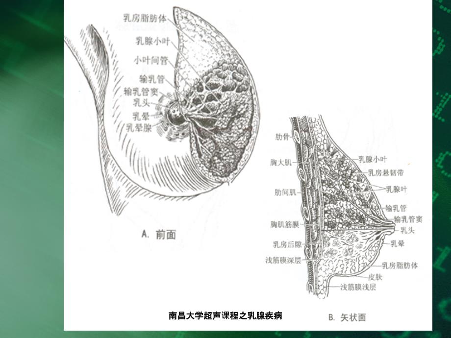 南昌大学超声课程之乳腺疾病课件_第3页