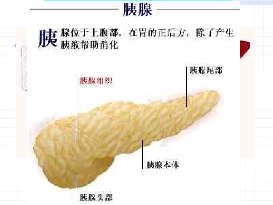 22人的消化与吸收_第3页