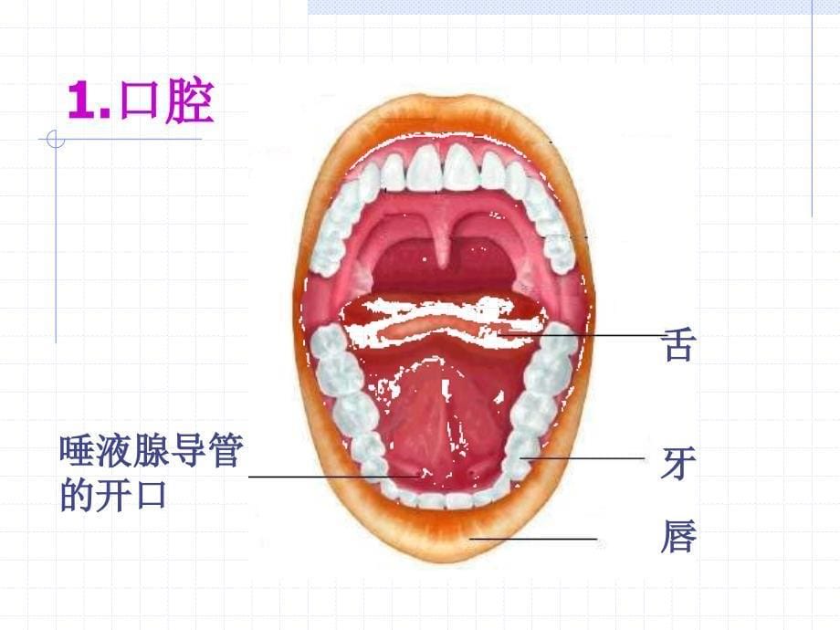 22人的消化与吸收_第5页