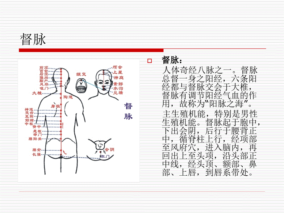 十四经脉与相对应精油.ppt_第1页