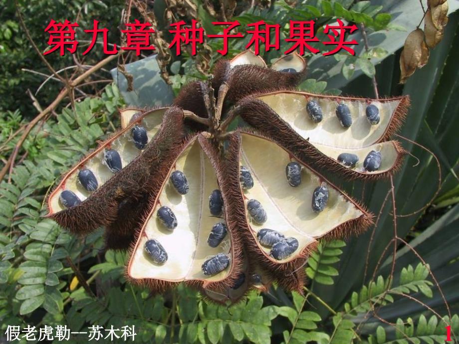 植物学教学课件：9-seed-1