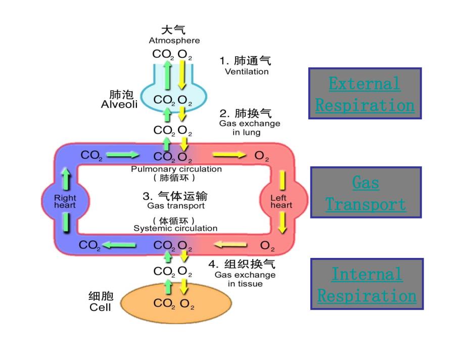 《肺功能不全》PPT课件_第2页