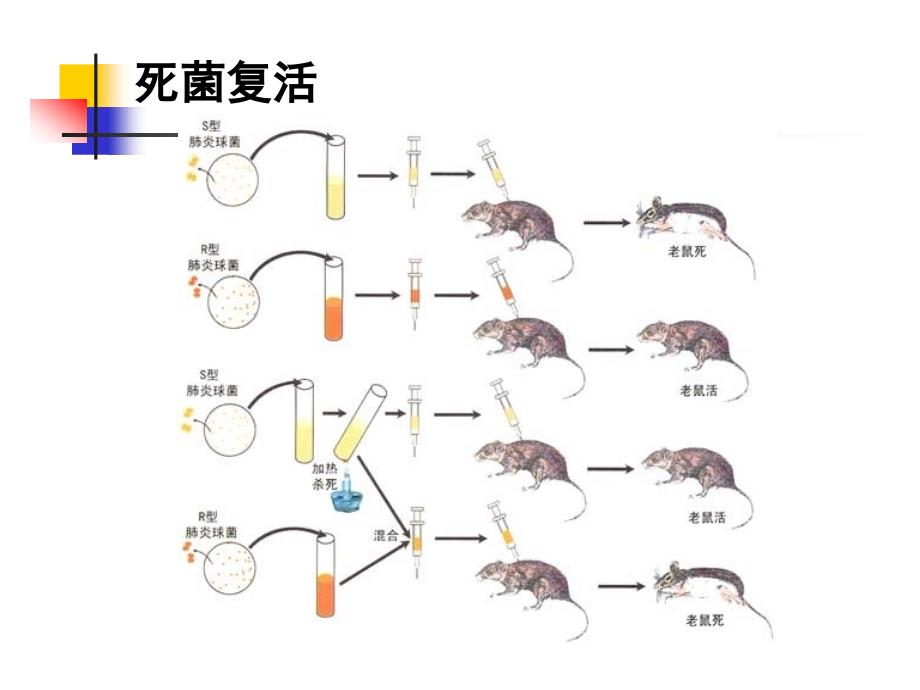 第一篇第二章遗传物质的分子基础_第5页