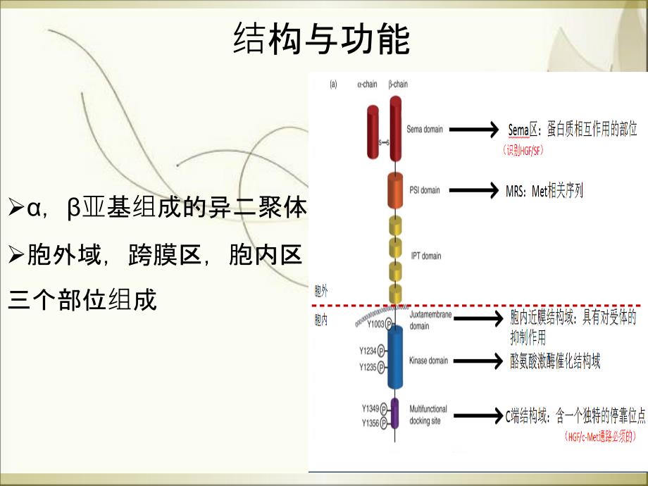 cmet在肺小细胞肺癌中应用课件_第5页