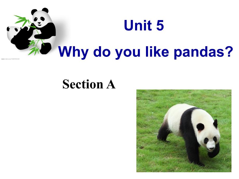 unit5whydoyoulikepandas课件赛课用_第1页