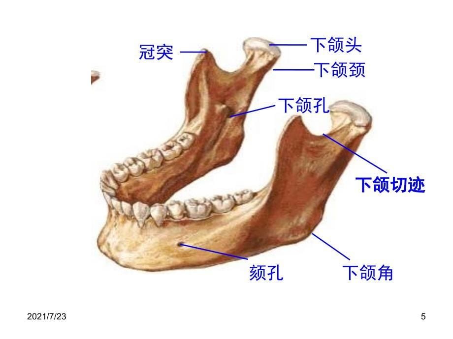 第一次实物标本考试复习人体解剖学PPT课件_第5页