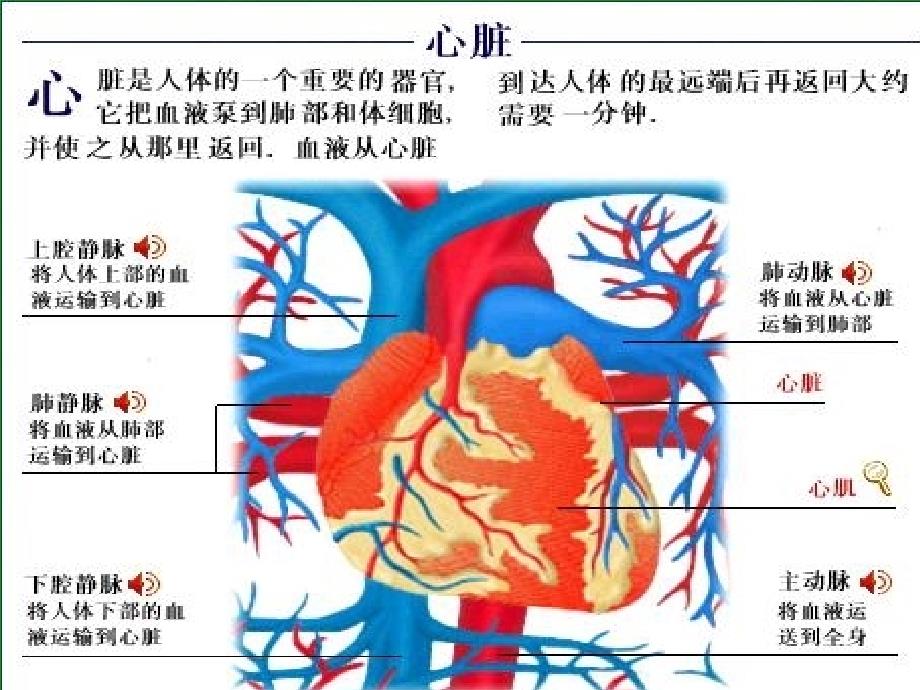 血液循环第七章血液循环_第3页