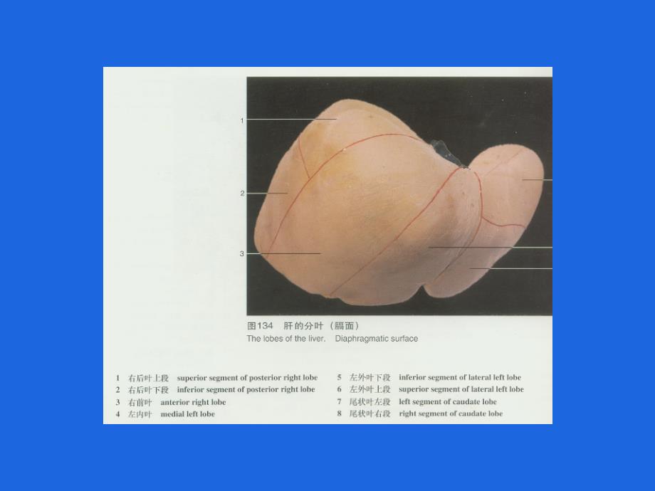 肝脏相关疾病_第2页