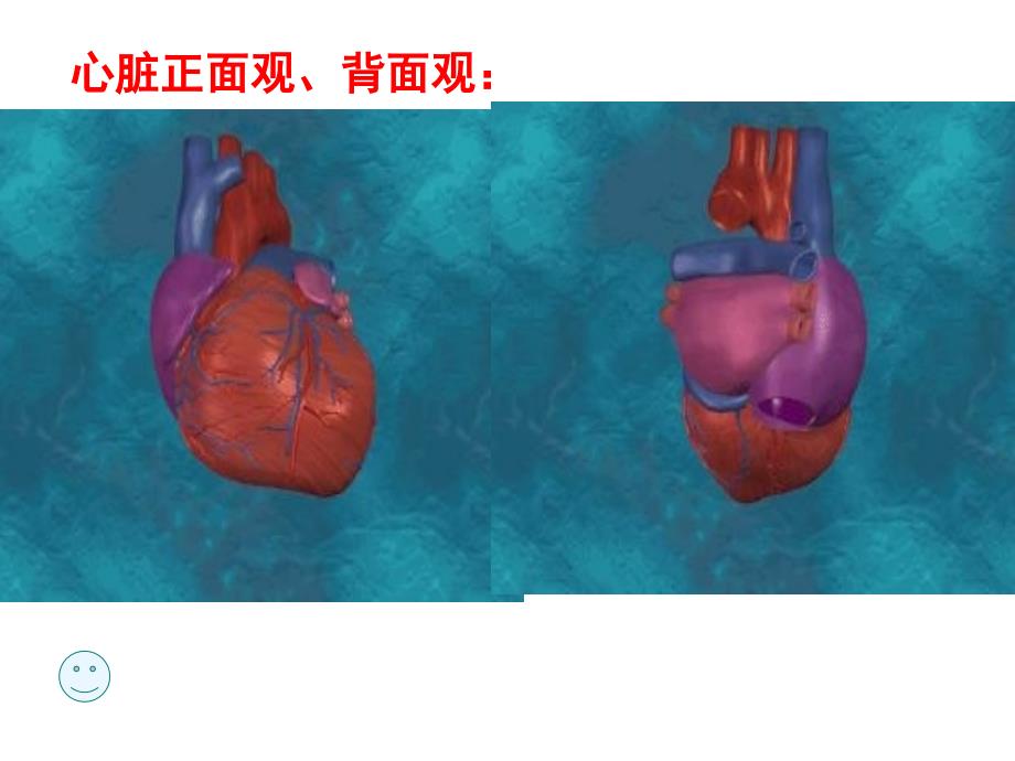 物质运输的器官-心脏_第4页