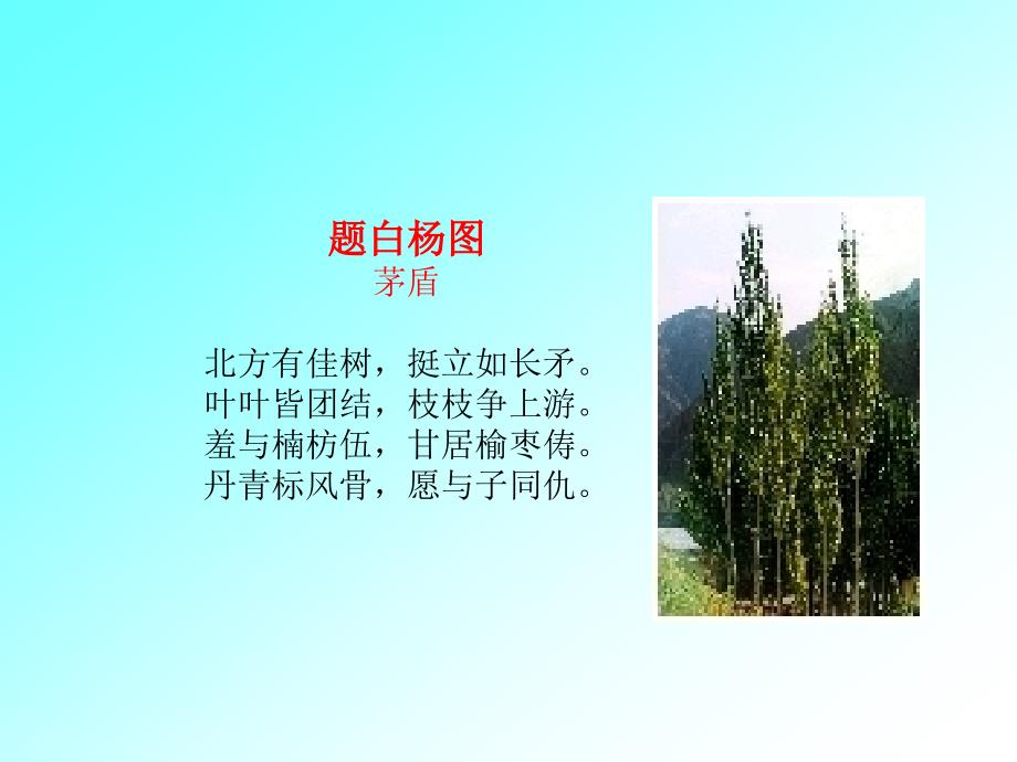 白杨礼赞课件12_第3页