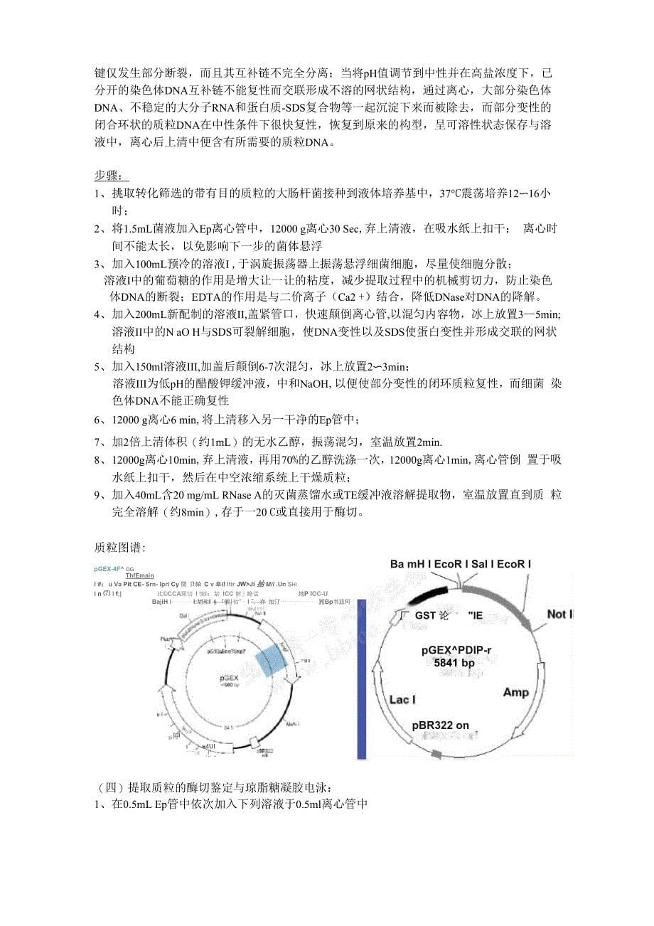 感受态的制备与转化质粒提取_第5页