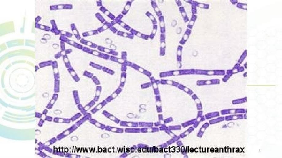 动物源性细菌课件_第5页