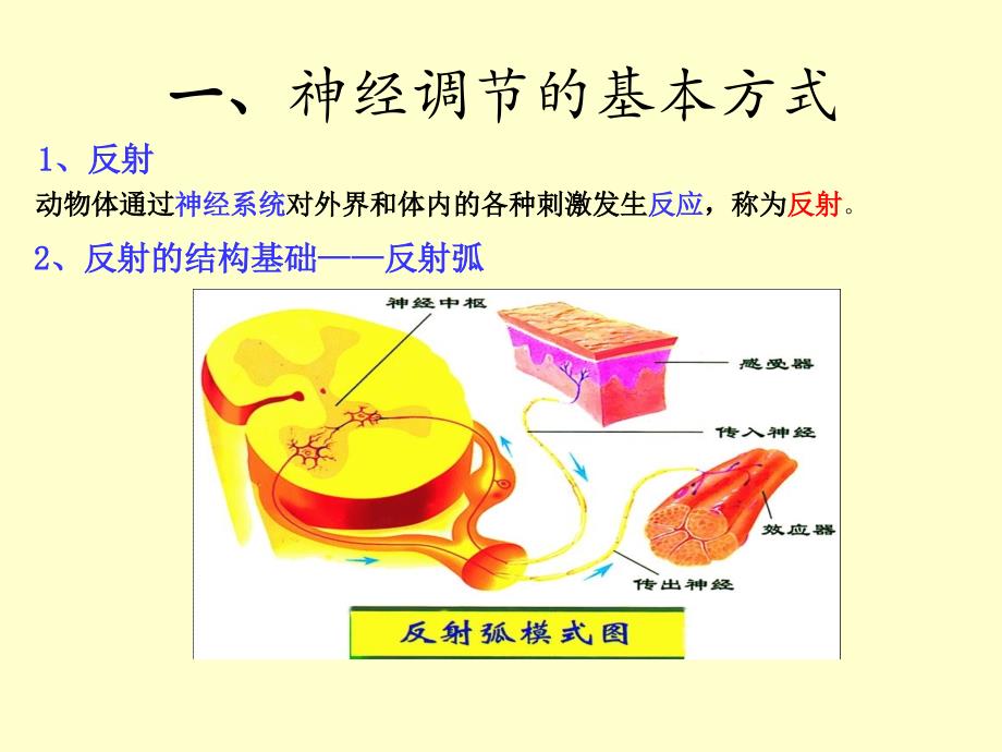 最新：神经系统中信息的传递和调节ppt课件文档资料_第3页