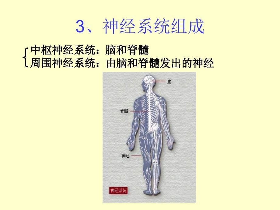 最新：神经系统中信息的传递和调节ppt课件文档资料_第5页