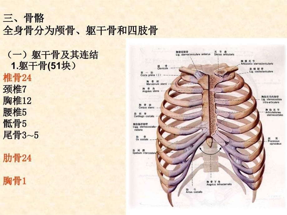 运动系统结构与功能课件_第5页