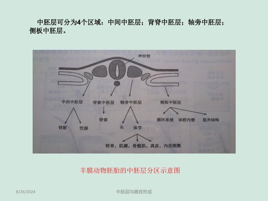 中胚层与器官形成_第2页