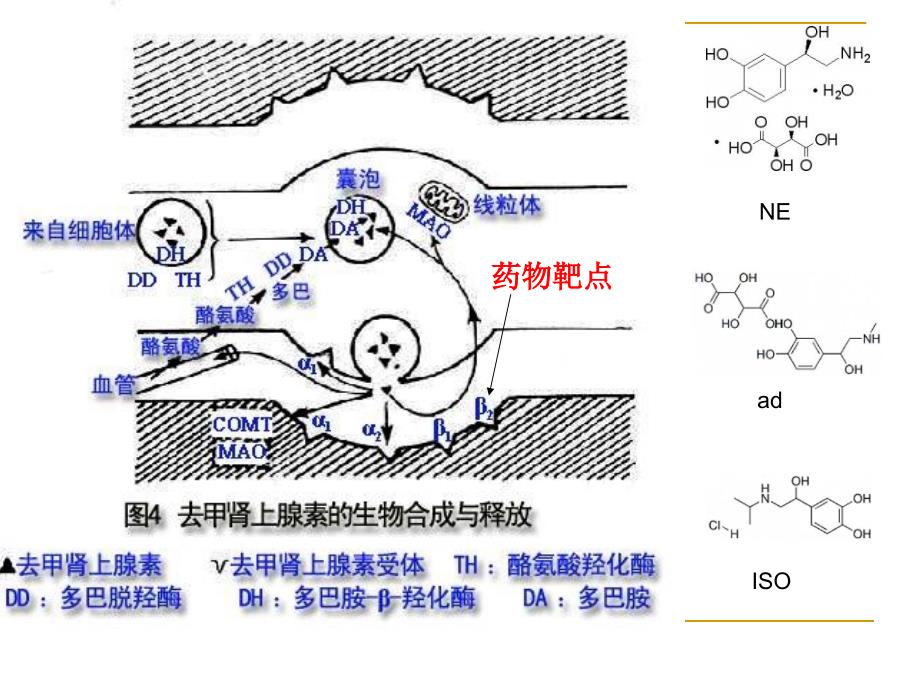 肾上腺素受体激动药课件.ppt_第4页