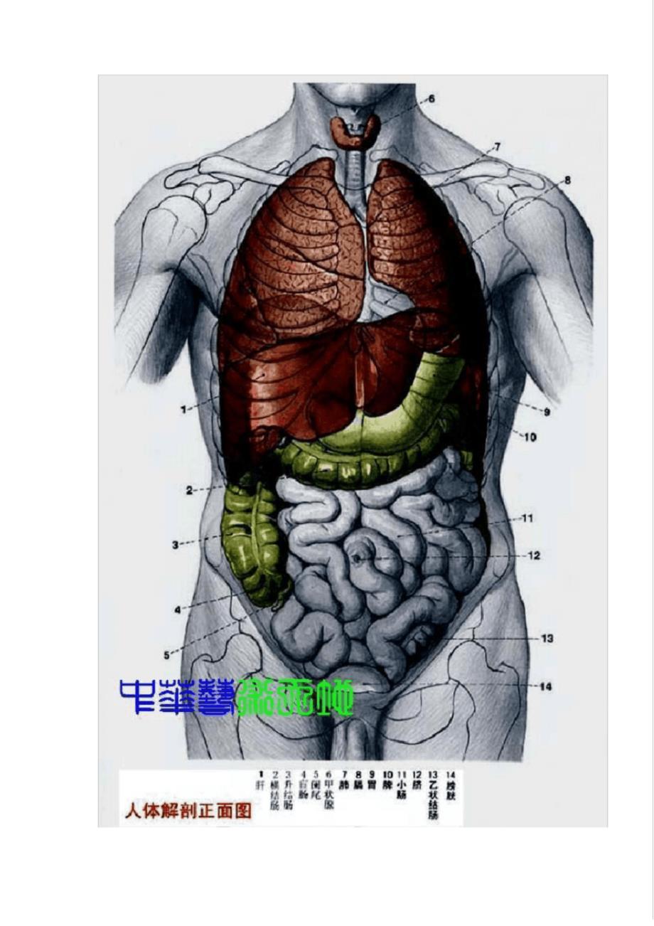 最全人体内脏结构图(医学图谱)21603_第2页