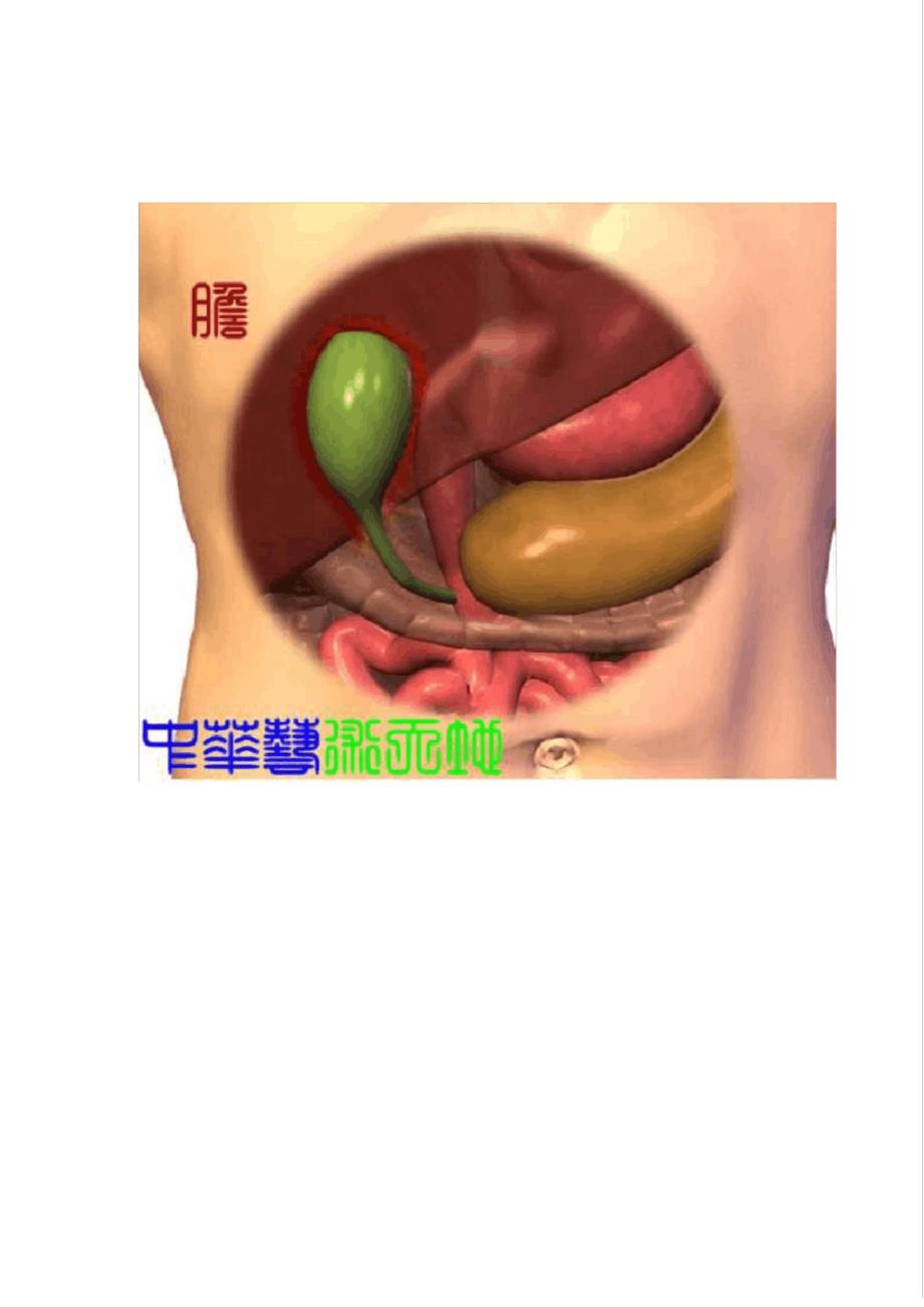 最全人体内脏结构图(医学图谱)21603_第3页