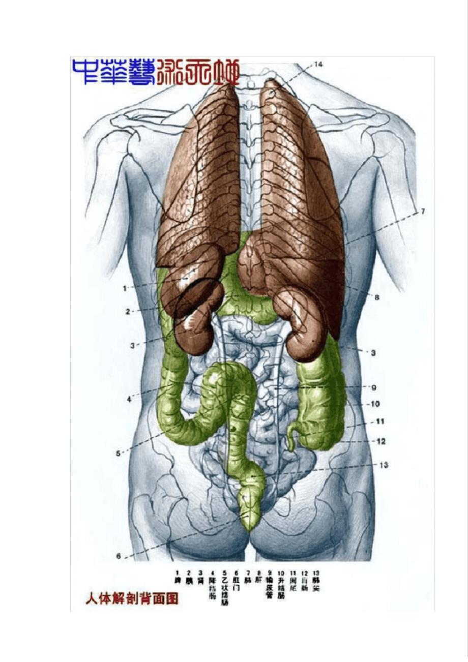 最全人体内脏结构图(医学图谱)21603_第4页