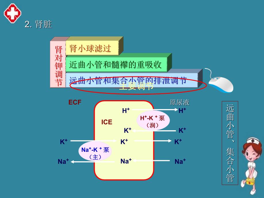 低钾血症概述精品ppt_第4页