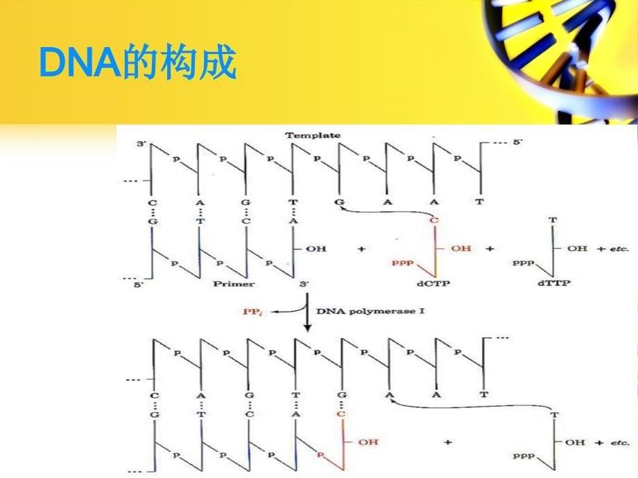 二代测序技术在医学领域中的应用ppt课件_第5页