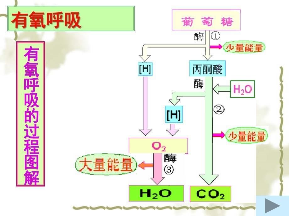 医学课件第五ATP的主要来源细胞呼吸_第5页