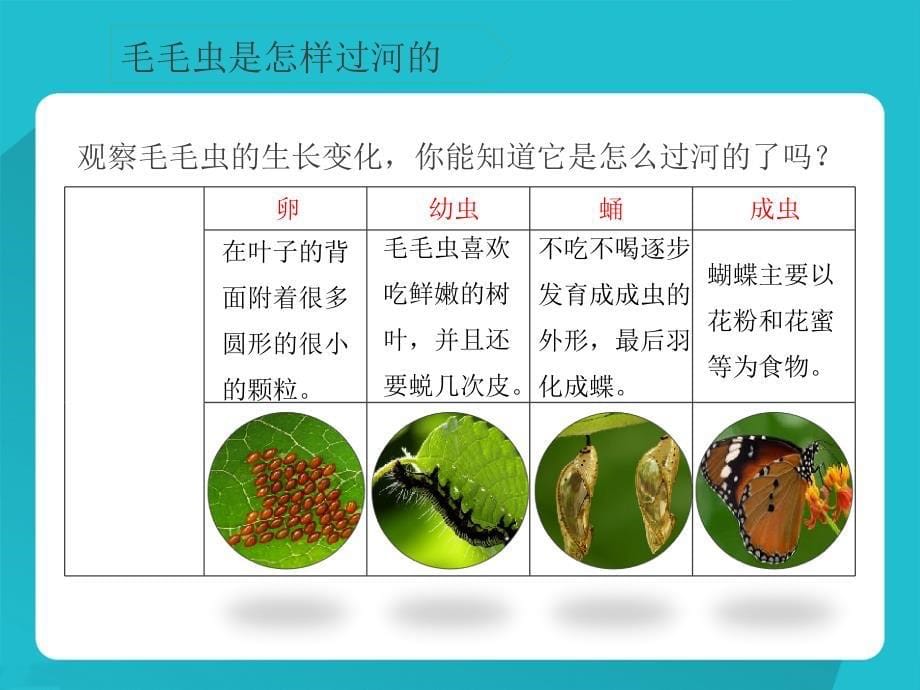 四年级下册科学毛毛虫不见了ppt课件_第5页