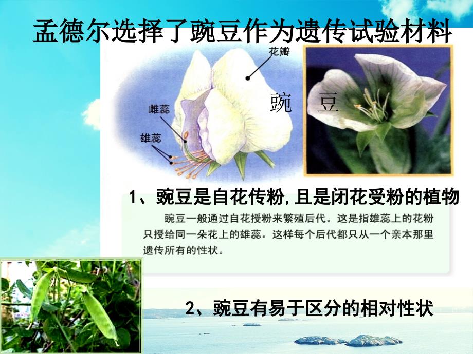 八年级生物下册第七单元第二章第三节基因的显性和隐性课件新人教版课件_第3页