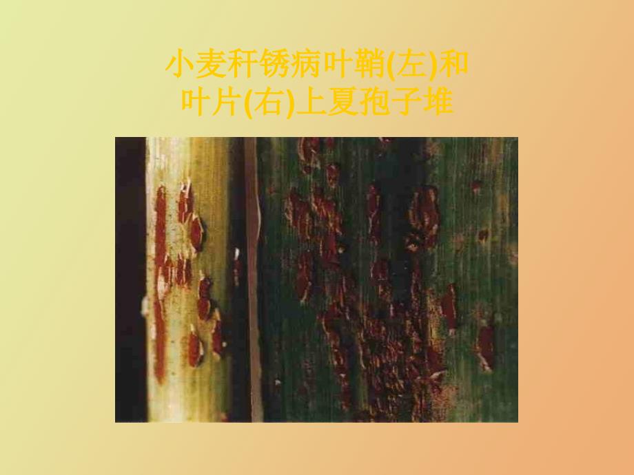 小麦病虫害防治技术_第4页