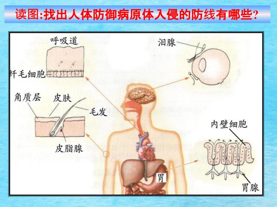 科学下册身体的防卫一浙教版ppt课件_第3页