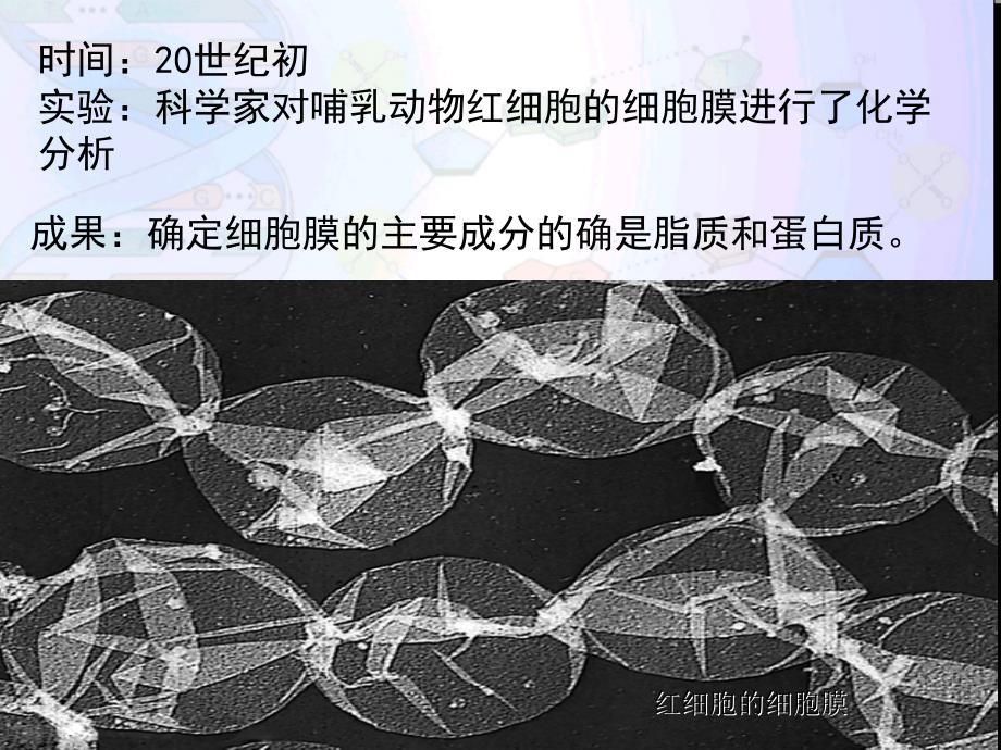 42生物膜的流动镶嵌模型_第4页