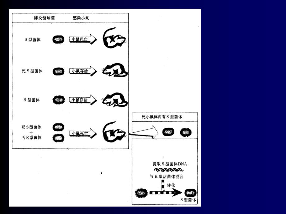 生物化学教学课件：核酸化学_第3页