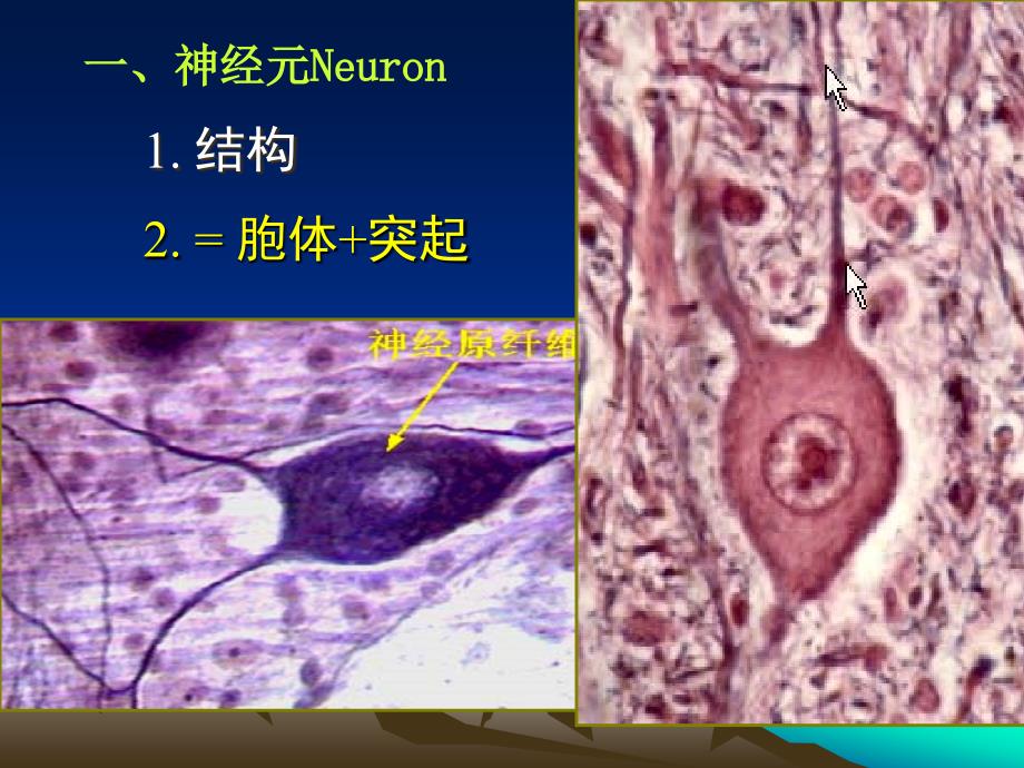 第七章神经组织课件_第5页