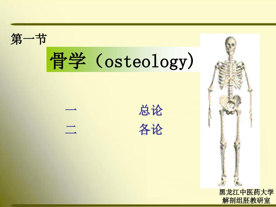 正常人体解剖学第一节骨学1_第3页