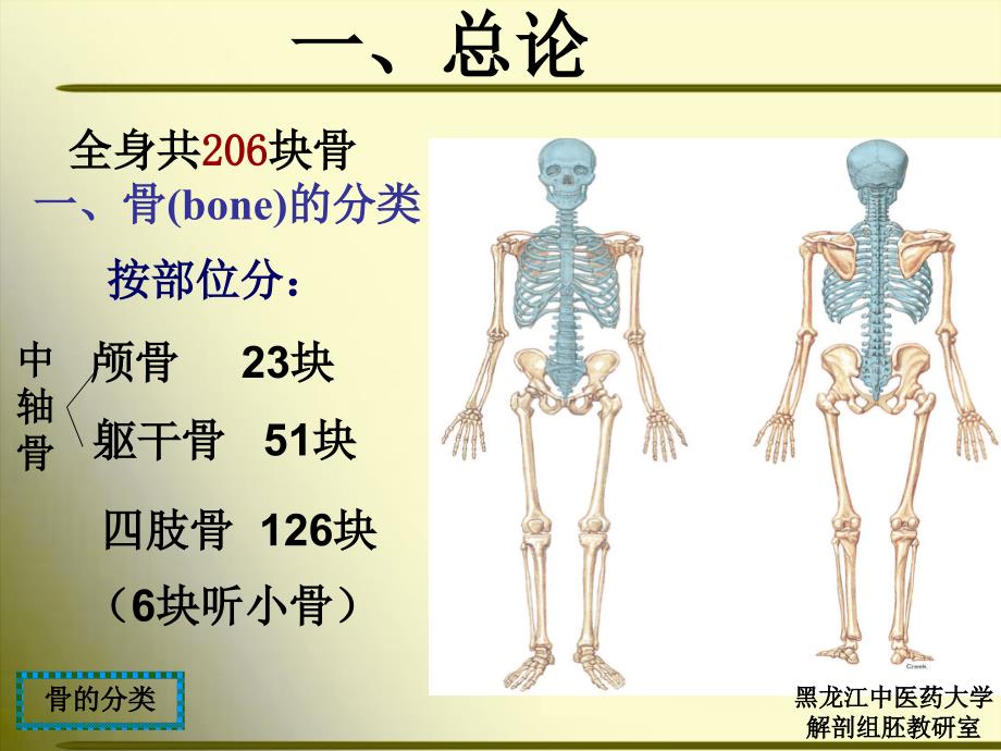 正常人体解剖学第一节骨学1_第4页