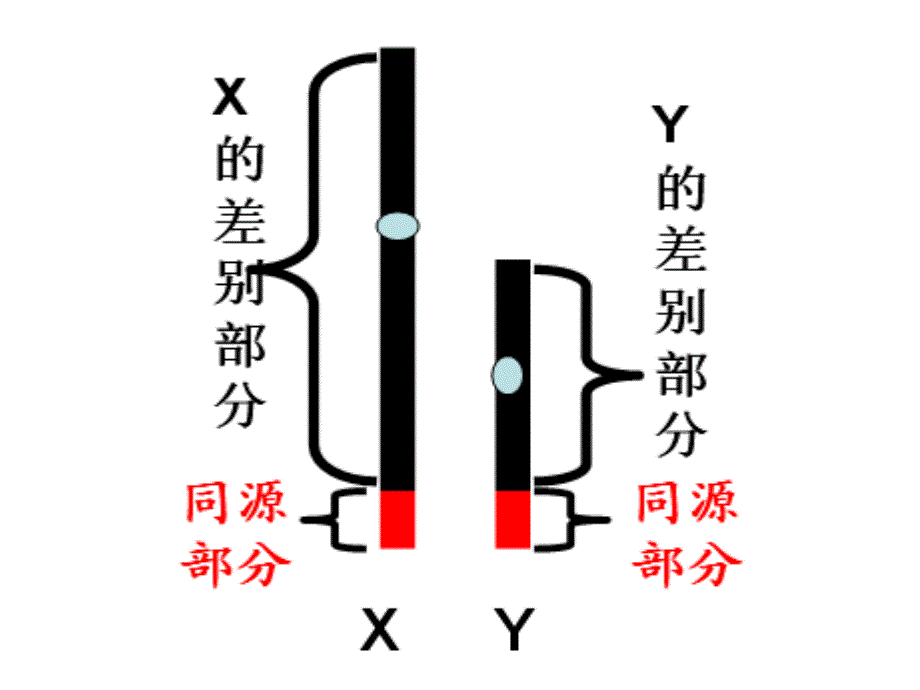 连锁交换与性连锁_第4页