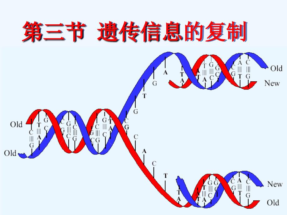 第三节遗传信息的复制_第2页