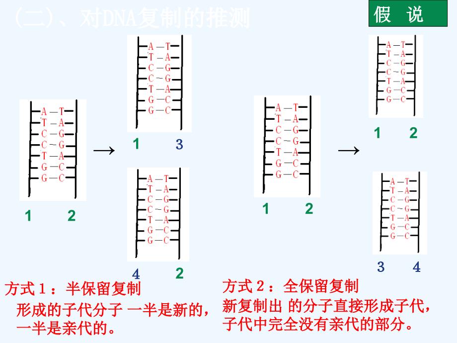 第三节遗传信息的复制_第3页