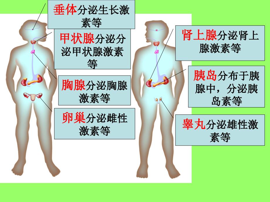 最新垂体分泌生长激素等PPT课件_第2页