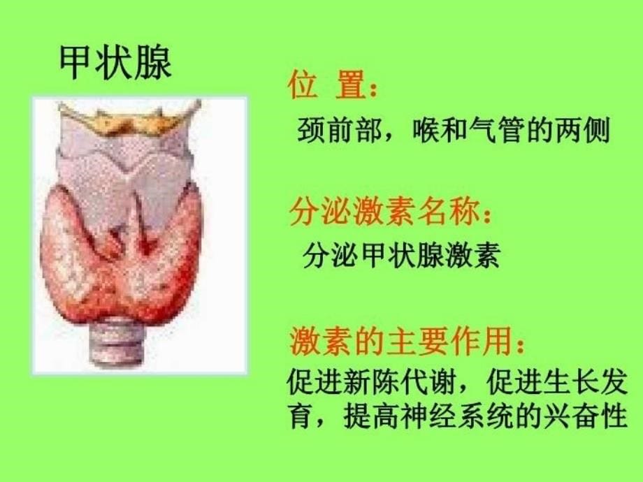 最新垂体分泌生长激素等PPT课件_第5页