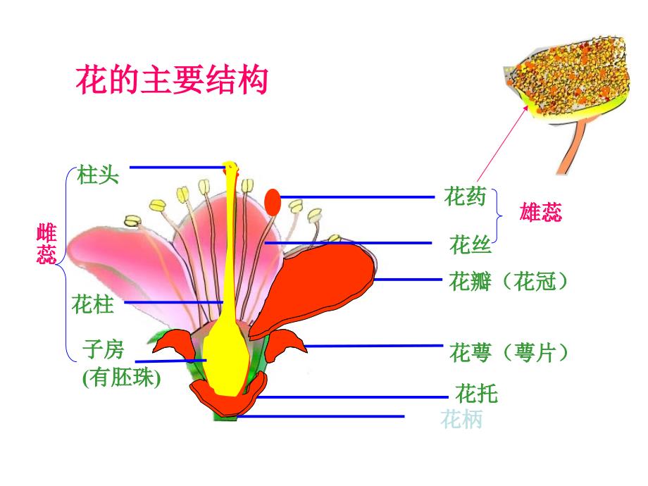 果实的结构PPT课件_第2页