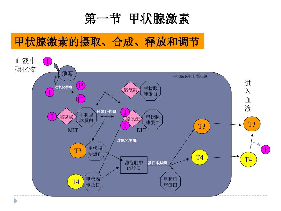 药理学抗甲状腺素药_第2页