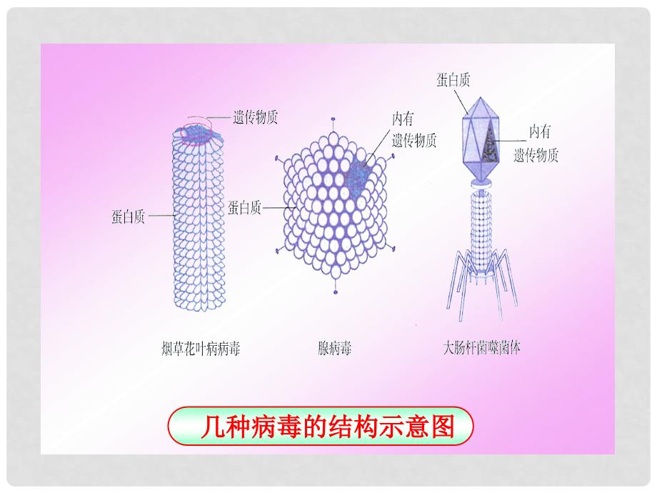 七年级生物上册 第二单元第三章第一节病毒课件 济南版_第4页